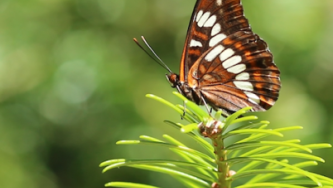 Exploring the Intersection of Urban Trees, Microbes, and Insects: The CTMAIN Project at UBC Investigates the Impact of Tree Selection on Biodiversity and Develops New Methods for Assessing Microbial and Insect Communities.