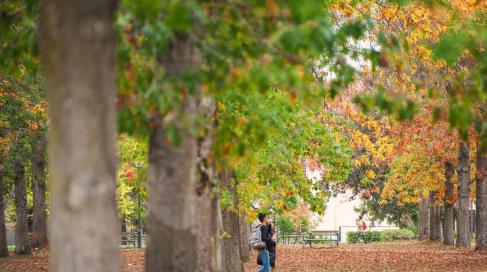 Building a Better Understanding of Urban Ecosystems: The First-Year Pilot of CTMAIN Project Targets 20 Trees to Prototype a Methodology for Assessing Tree Traits, Microbial Communities, and Insect Biodiversity.