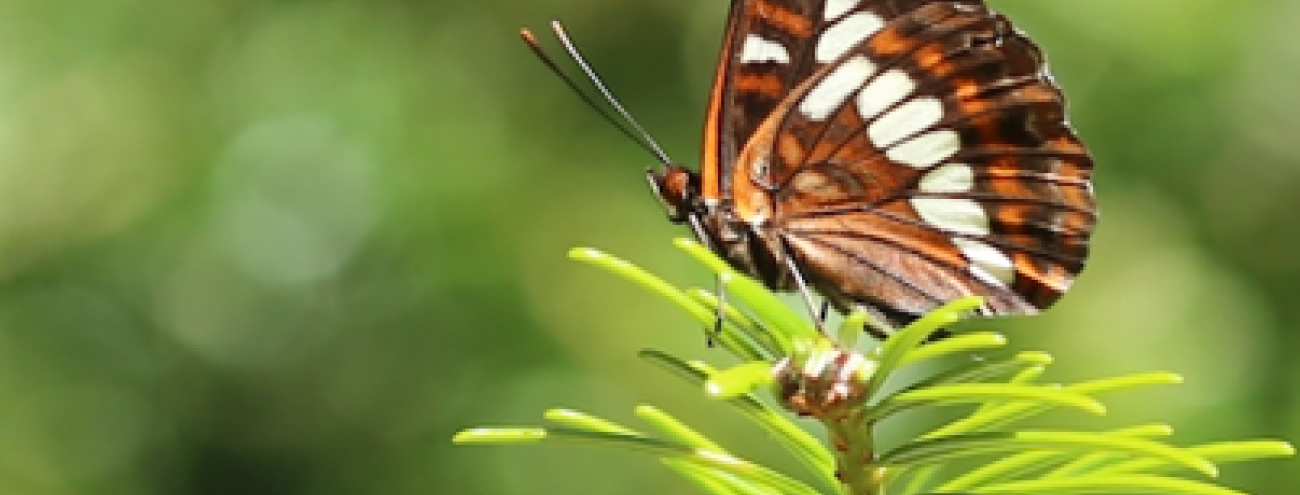 Exploring the Intersection of Urban Trees, Microbes, and Insects: The CTMAIN Project at UBC Investigates the Impact of Tree Selection on Biodiversity and Develops New Methods for Assessing Microbial and Insect Communities.