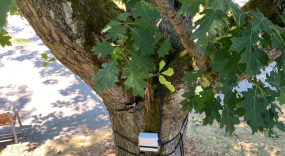 5G Tree sensor